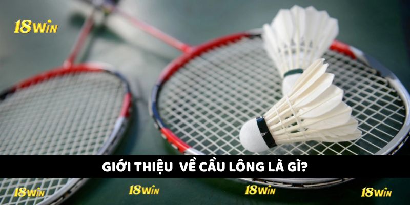 Giới thiệu cơ bản về môn thể thao cầu lông